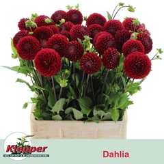 Dahlia Cornel 70cm