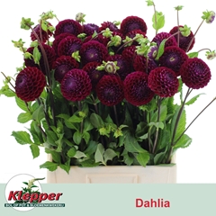Dahlia Ivannetti 70cm