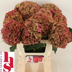 Hydrangea Royal Anastasia Classic 60cm 18-20cm Hd