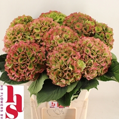 Hydrangea Verena Classic 80cm 20-22cm Hd