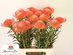 Leucospermum Succession 70cm
