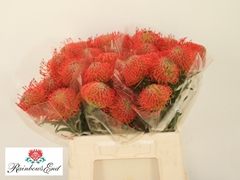 Leucospermum Succession 40cm
