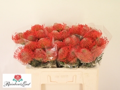 Leucospermum Succession 50cm