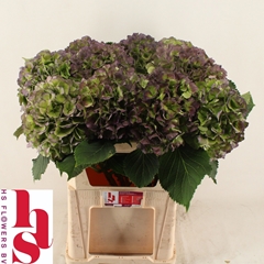 Hydrangea Verena Blue Classic 80cm 20-22cm Hd