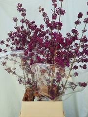 Callicarpa Bodinieri Profusion 110cm