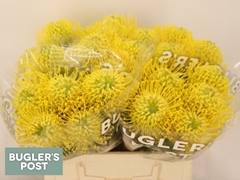 Leucospermum Ayoba Yellow 40cm