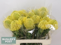 Leucospermum High Gold 60cm