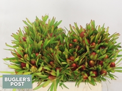 Leucadendron Ayoba Cherry Pearl 40cm