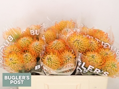 Leucospermum Ayoba Sun 50cm