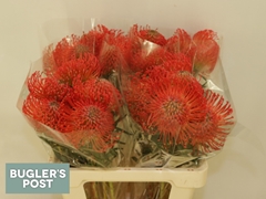 Leucospermum Succession 60cm