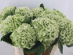 Hydrangea My Beautiful Matcha Classic 80cm 20-22cm Hd