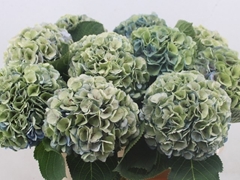 Hydrangea My Beautiful Heaven Classic 80cm 20-22cm Hd