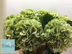 Hydrangea Verena Classic 80cm 21-23cm Hd