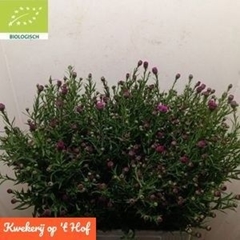 Aster Primavera 70cm 180gr.