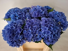 Hydrangea Royal Parade 50cm 16-18cm Hd