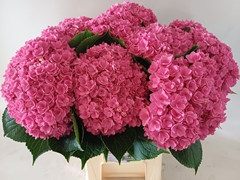 Hydrangea Royal Kiss 60cm 17-19cm Hd