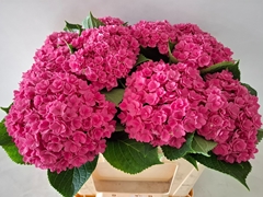Hydrangea Royal Kiss 50cm 15-17cm Hd
