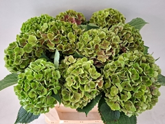 Hydrangea My Beautiful Rio Classic 50cm 15-17cm Hd