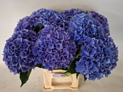 Hydrangea Royal Parade 60cm 17-19cm Hd