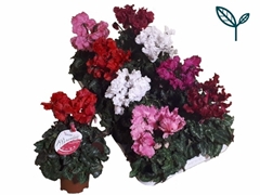 Cyclamen Midi Super Serie Merengue 10Ø 25cm