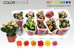 Kalanchoe Double Mix 10Ø 20cm