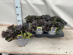 Ajuga Reptans 15Ø 25cm