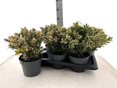 Hebe Addenda Mix 17Ø 35cm