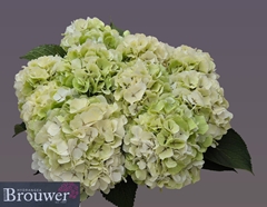 Hydrangea White Verena Classic 60cm 19-21cm Hd