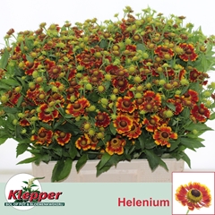 Helenium Fiesta 55cm
