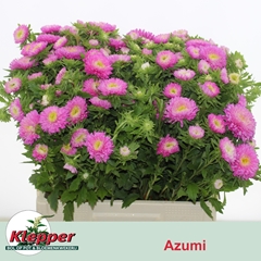 Callistephus Azumi Xl Mix 60cm