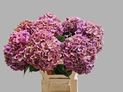 Hydrangea Rodeo Red Classic 60cm 17-19cm Hd