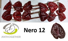 Anthurium Nero 13cm Hd