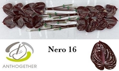 Anthurium Nero 11cm Hd
