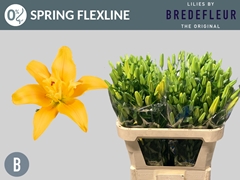 Lily La Butterfly Spring 75cm 2+
