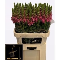 Antirrhinum Potomac Rose 75cm