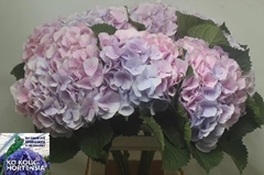 Hydrangea Verena Blue 70cm 20-22cm Hd
