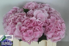 Hydrangea Verena 50cm 17-19cm Hd