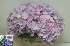 Hydrangea Verena Blue 40cm 16-18cm Hd
