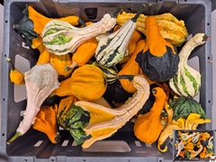 Cucurbita Pepo Indian Mix 7cm
