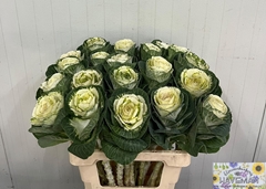 Brassica White Crane 60cm
