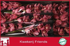 Cymbidium Red Dream 60cm