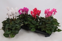 Cyclamen Super Serie Leopardo 13Ø 35cm