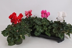 Cyclamen Super Serie Leopardo 13Ø 30cm