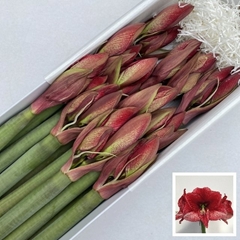 Hippeastrum Maestro 80cm