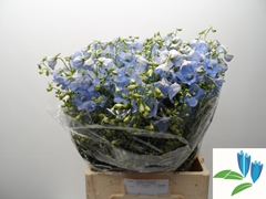 Delphinium Single Ballkleid 65cm
