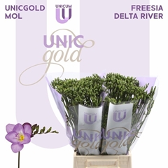 Freesia Single Delta River 50cm 20gr.