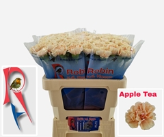 Dianthus Single Apple Tea 55cm
