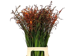 Crocosmia Lucifer 80cm