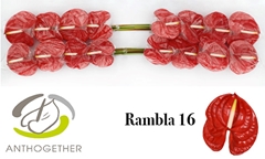 Anthurium Rambla 11cm Hd