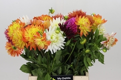 Dahlia Mix Per Bunch 42cm